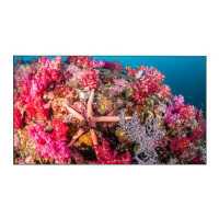 панель для видеостены EliteBoard PK555FDLN